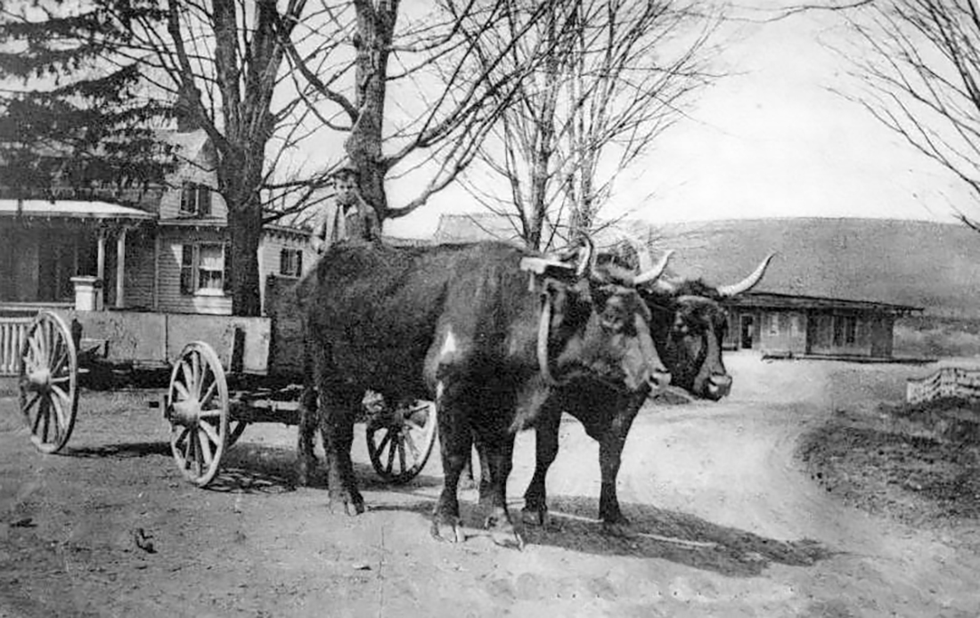 An Ox Drawn Delivery Wagon In Clinton Corners NY, Dutchess County c1907