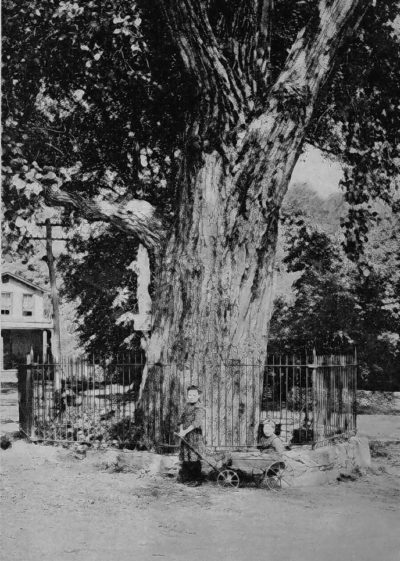 Balmville Tree, Newburgh NY, Orange County c1900