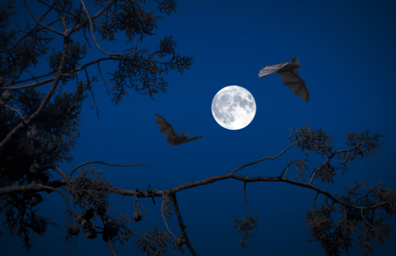 Bat Bonanza Image