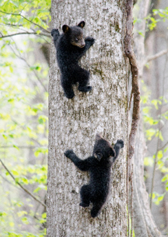 Curious Cubs clipart
