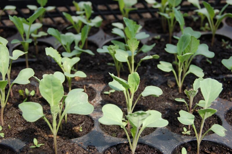 Event 4 Master Gardener Plant Sale