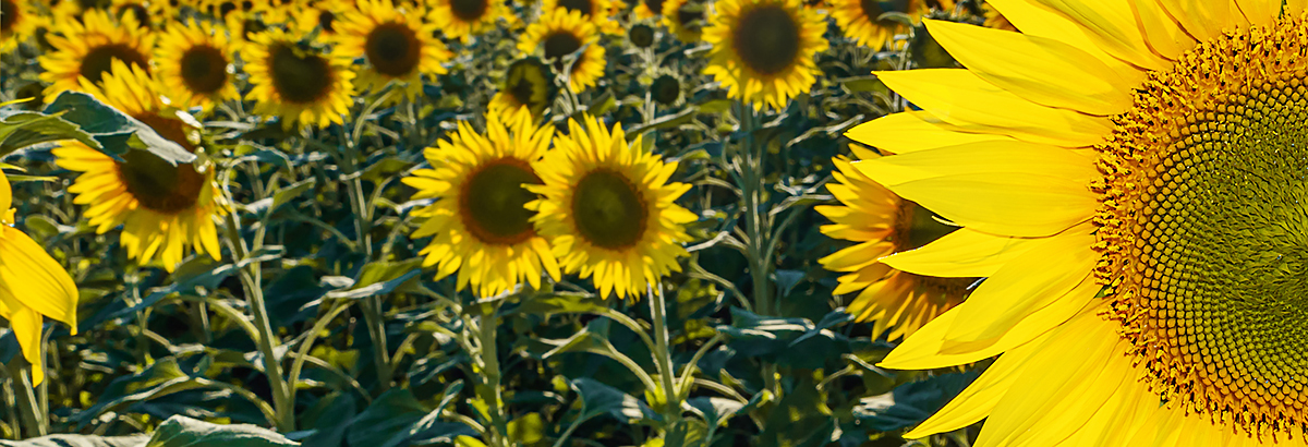 Sunflower fields and meadows. A picture of an advertisement for sunflower and vegetable oil. Botany. Cultivation of oilseeds. Harvest time. Sunflower seeds. Flowers in the sun. 