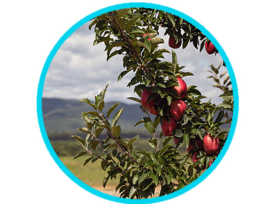 Apple tree in an orchard.