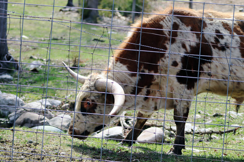 Longhorn Steer at Fieldstone Acres Farm