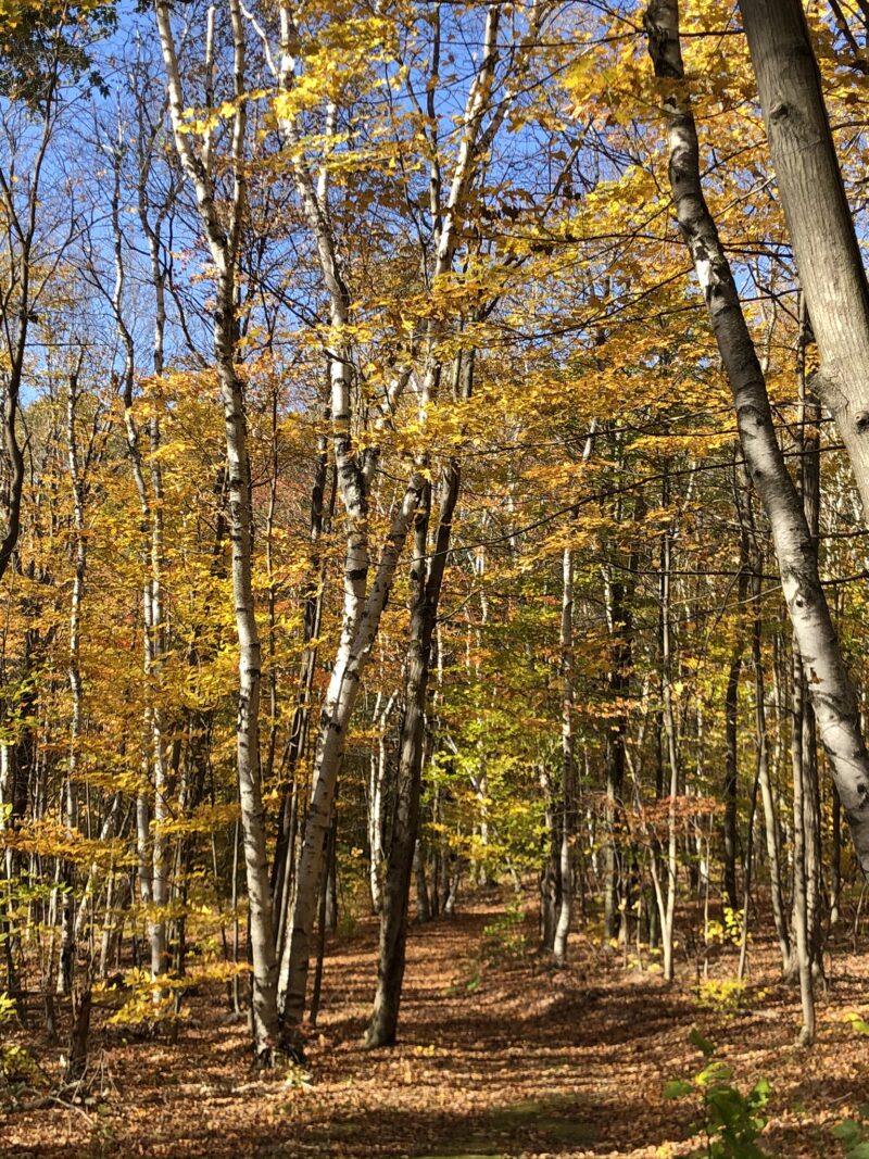 Poetry Trail in Autumn
