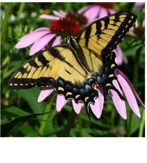 Pollintaor