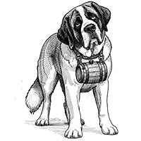 Sojo the site mascot A st Bernard