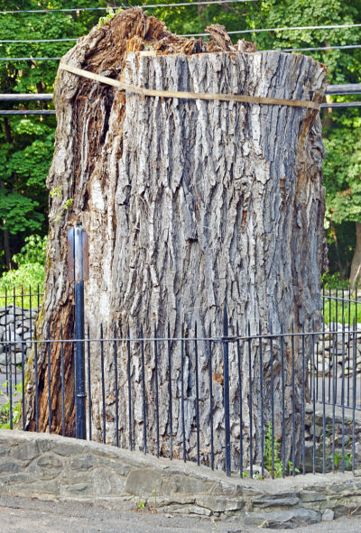 Stump of Balmville Tree