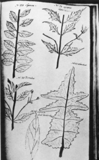 Botanical leaf drawings by Hudson Valley botanist Jane Colden