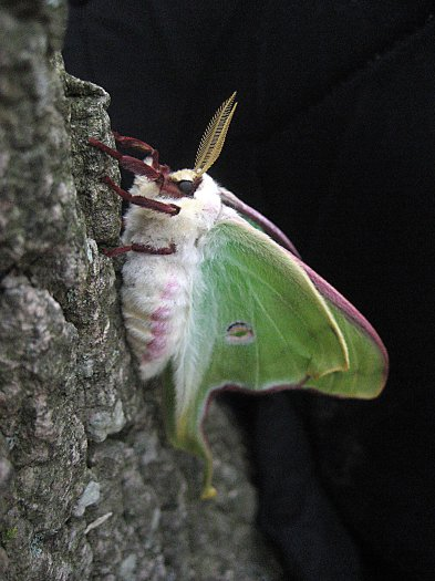 luna moth